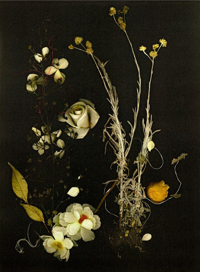 Xurxo Gómez-Chao | Vanitas "Naturaleza muerta con siemprevivas" Xurxo Gómez-Chao | Vanitas "Naturaleza muerta con siemprevivas"