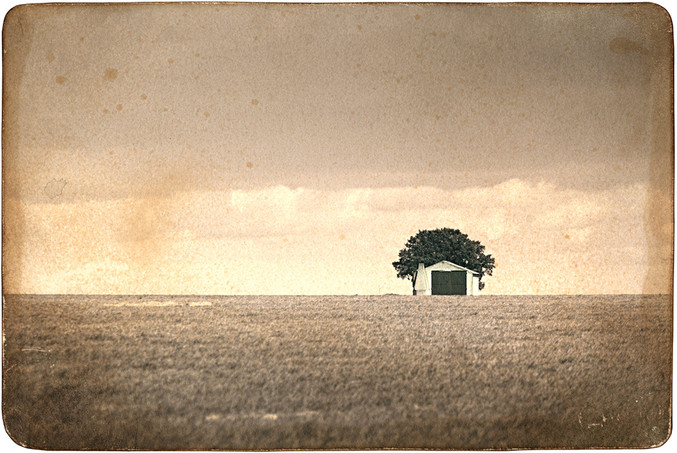 José Quintanilla | Mi casa, mi árbol 11 José Quintanilla | Mi casa, mi árbol 11