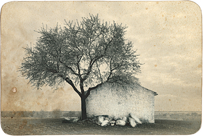 José Quintanilla | Mi casa, mi árbol 1 José Quintanilla | Mi casa, mi árbol 1