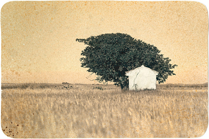 José Quintanilla | Mi casa, mi árbol 33 José Quintanilla | Mi casa, mi árbol 33