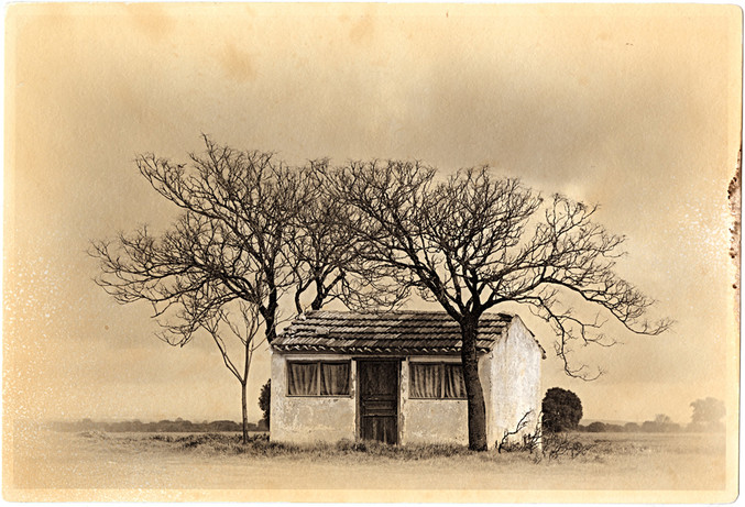 José Quintanilla | Mi casa, mi árbol 10 José Quintanilla | Mi casa, mi árbol 10