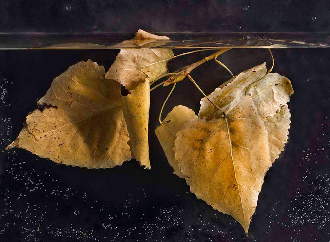 Pilar Pequeño | Populus nigra. Hojas II Pilar Pequeño | Populus nigra. Hojas II