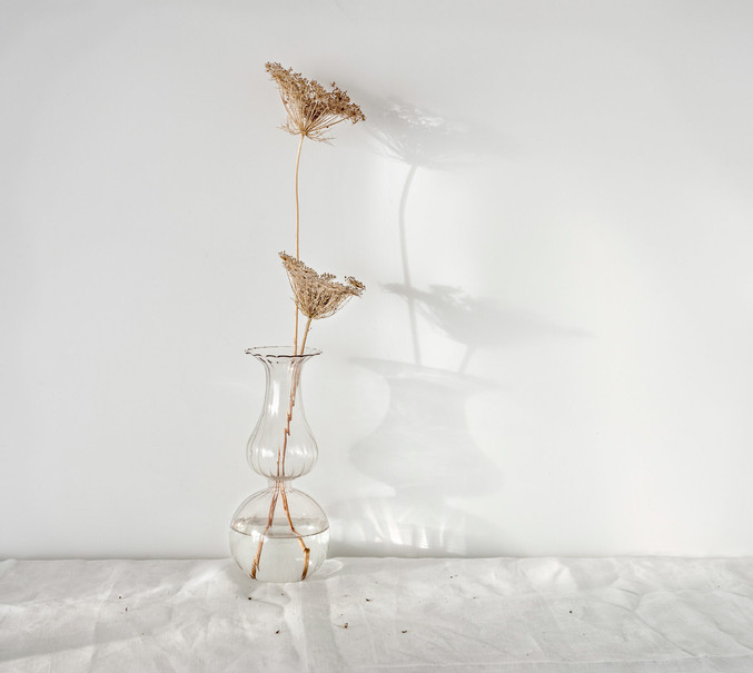 Pilar Pequeño | Serie: Plantas, transparencias. Umbela. Pilar Pequeño | Serie: Plantas, transparencias. Umbela.