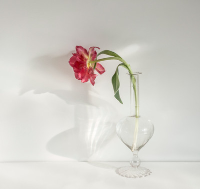 Pilar Pequeño | Serie: Plantas, transparencias. Tulipán. Rojo.
