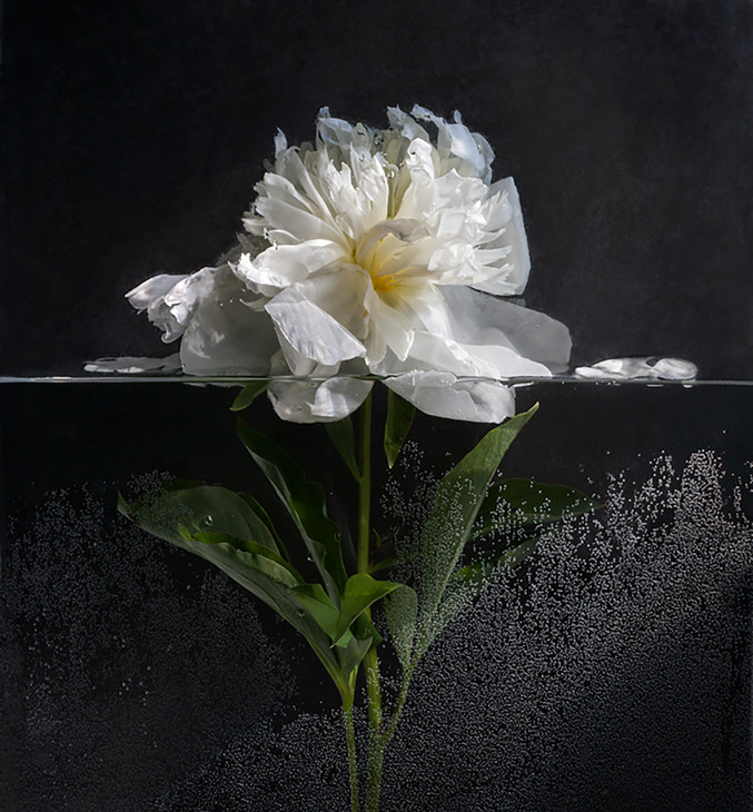 Pilar Pequeño | Peonia blanca II. Serie Plantas sumergidas (medidas variables)