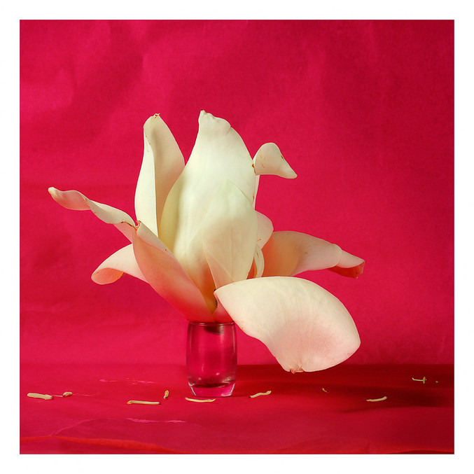 Xurxo Gómez-Chao | Magnolia sobre fondo rojo