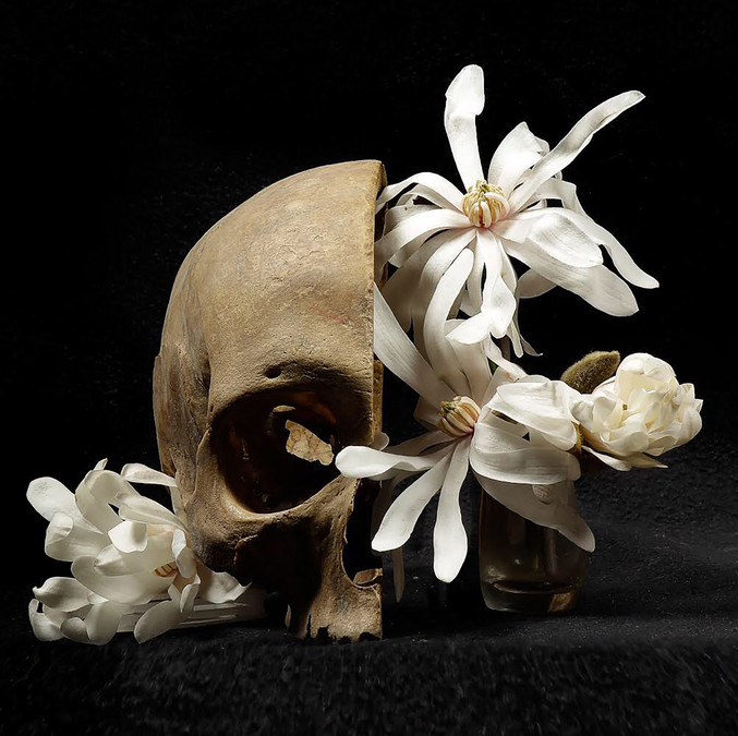 Xurxo Gómez-Chao | Vanitas de las magnolias Xurxo Gómez-Chao | Vanitas de las magnolias