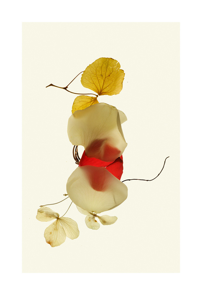 Xurxo Gómez-Chao | Visto por primera vez. 27-VII-2017 (Phyllium) Xurxo Gómez-Chao | Visto por primera vez. 27-VII-2017 (Phyllium)