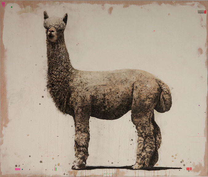 David Morago | Alpaca David Morago | Alpaca