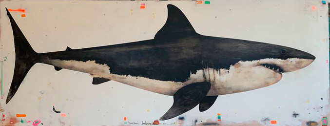 David Morago | Tiburón David Morago | Tiburón