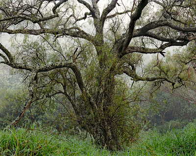 Janelle Lynch | Serie fosa común. Untitled 8