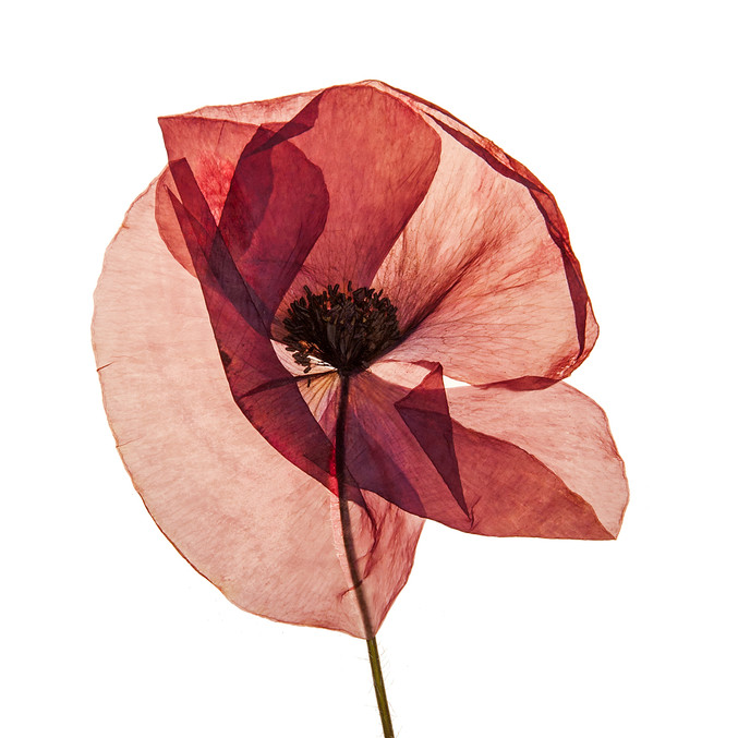“Amapolas” de Jaime Sicilia.