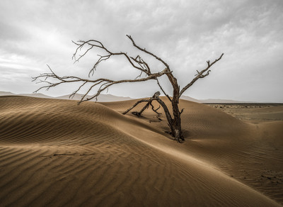 Isabel Ruiz | Árbol del desierto