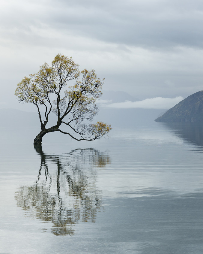 Isabel Ruiz | Árbol del lago