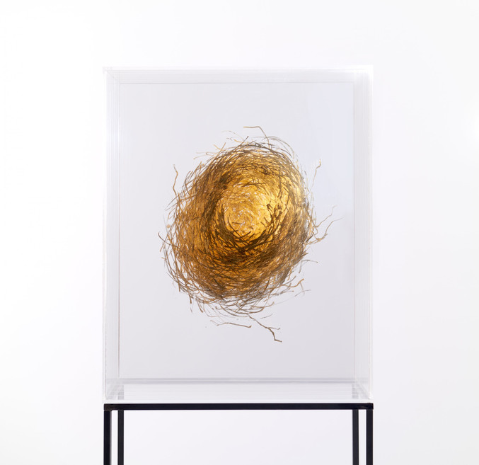 Isabel Alonso Vega | Oro nido II