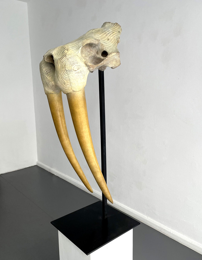 Quentin Garel | Morse I  (Walrus)