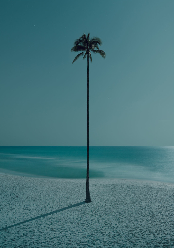 Dean West | Palma de la Noche, Miami Beach