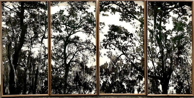 Jaime Sicilia | Wald Jaime Sicilia | Wald