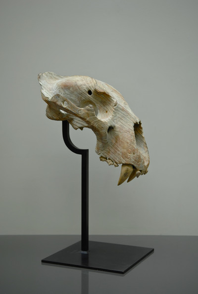 Quentin Garel | Crâne de Lion