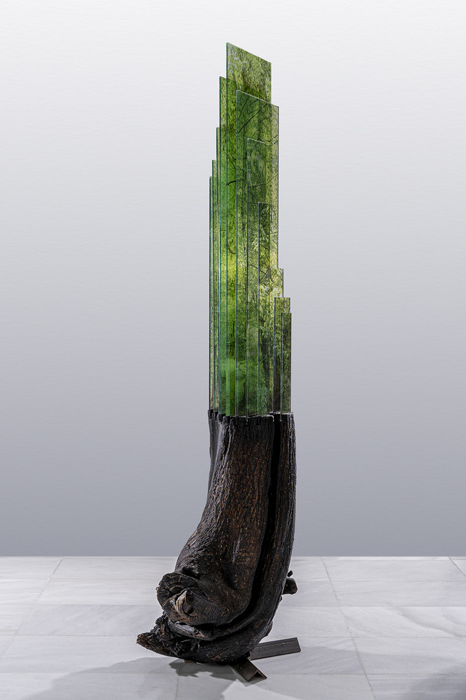 Estudio Mario Valdés | Basajaun Acacia