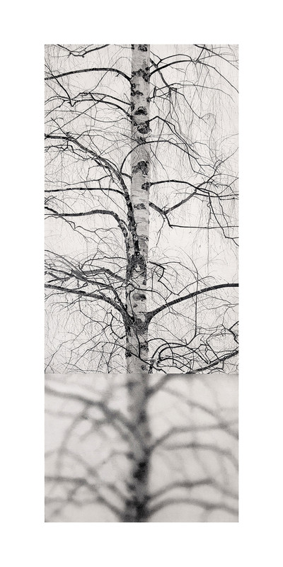 Manu Iranzo | Arbol interrumpido 1