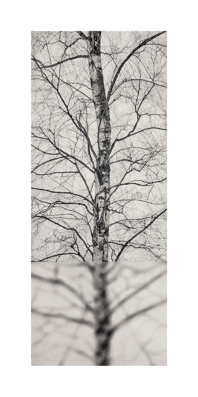 Manu Iranzo | Árbol interrumpido 2