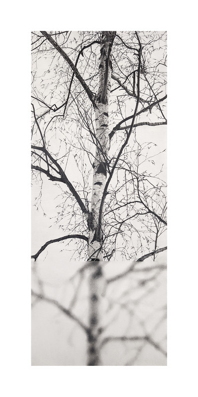 Manu Iranzo | Arbol interrumpido 3